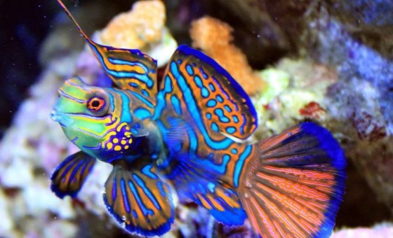 Самые необычные и страшные рыбы на земле