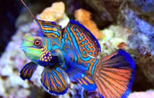 Самые необычные и страшные рыбы на земле